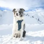 Thule_Dart_harness_02