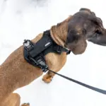 Thule_Dart_leash_harness_01